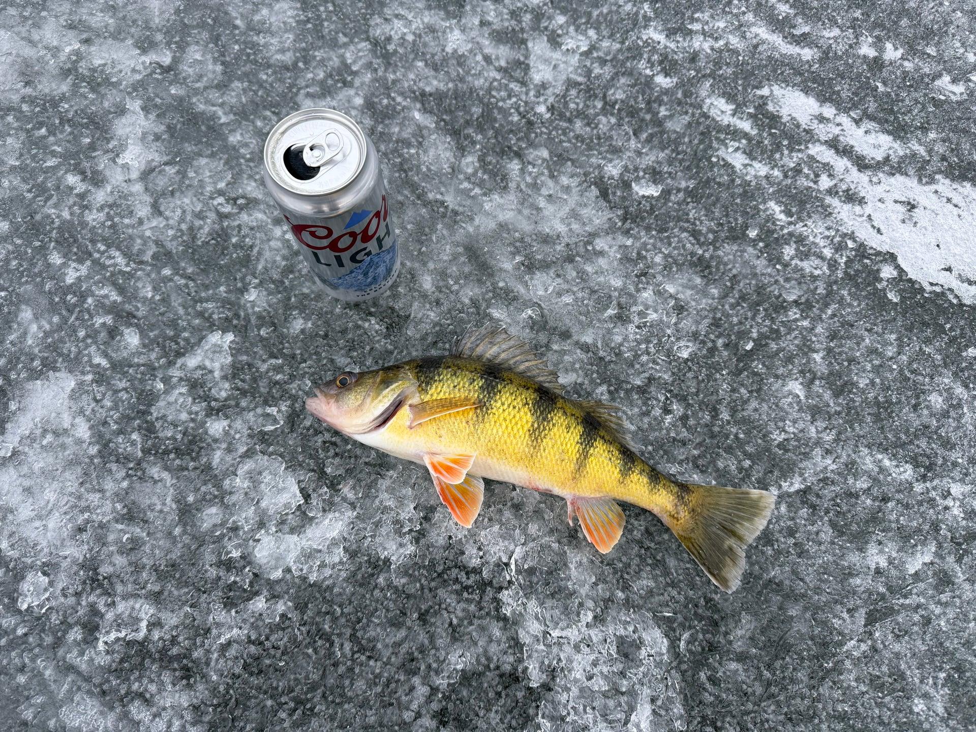 Yellow Perch from Beaver Dam, WI